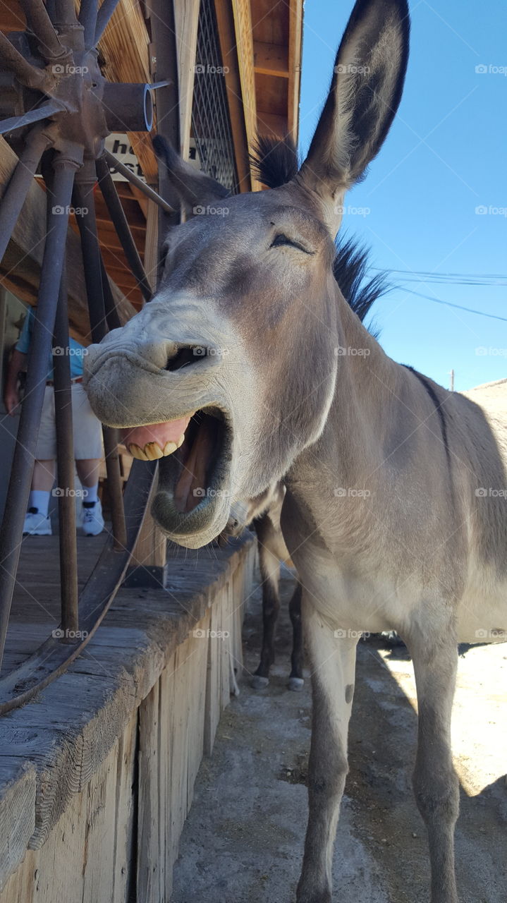 Close up of burrow  yawning