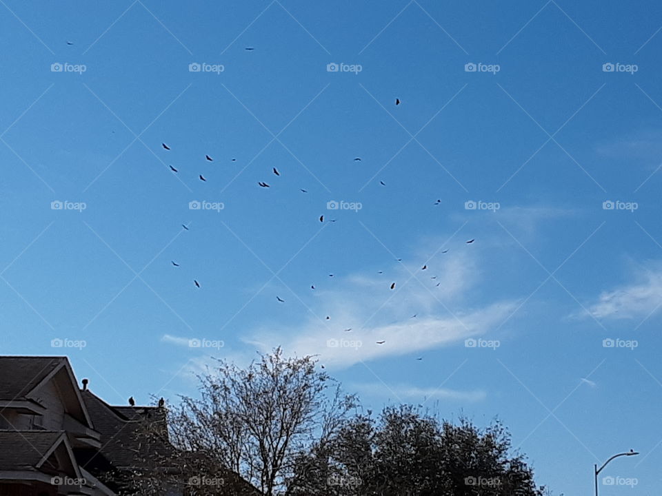 Vultures Hungry (and Hunting) for Lunch!