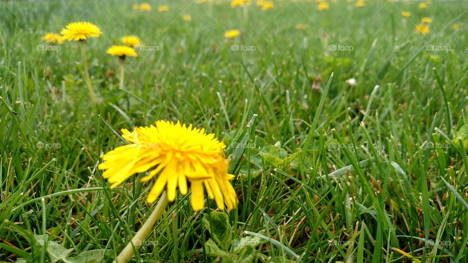 Summer dandelion.