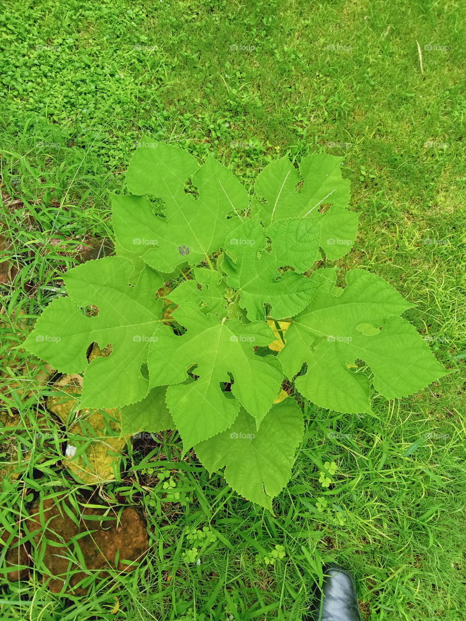 Green green everywhere in monsoon