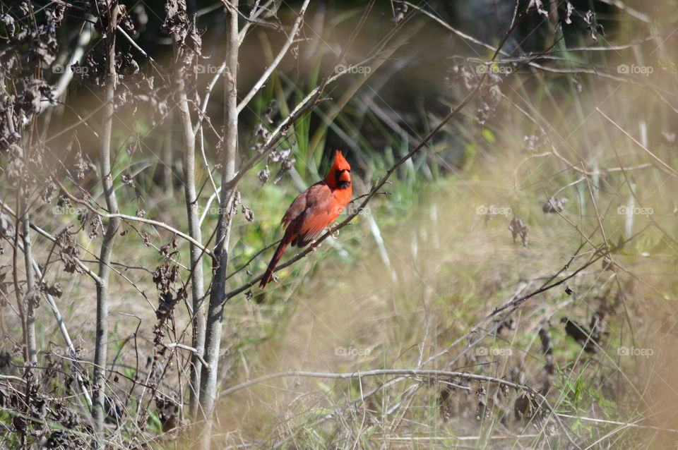 cardinal