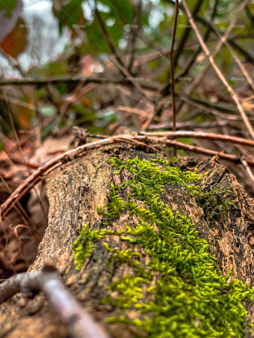 Moss situated in temperate climate on warm winter day