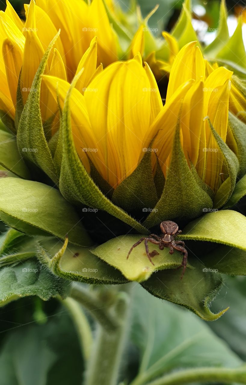 A spider on a sunflower.