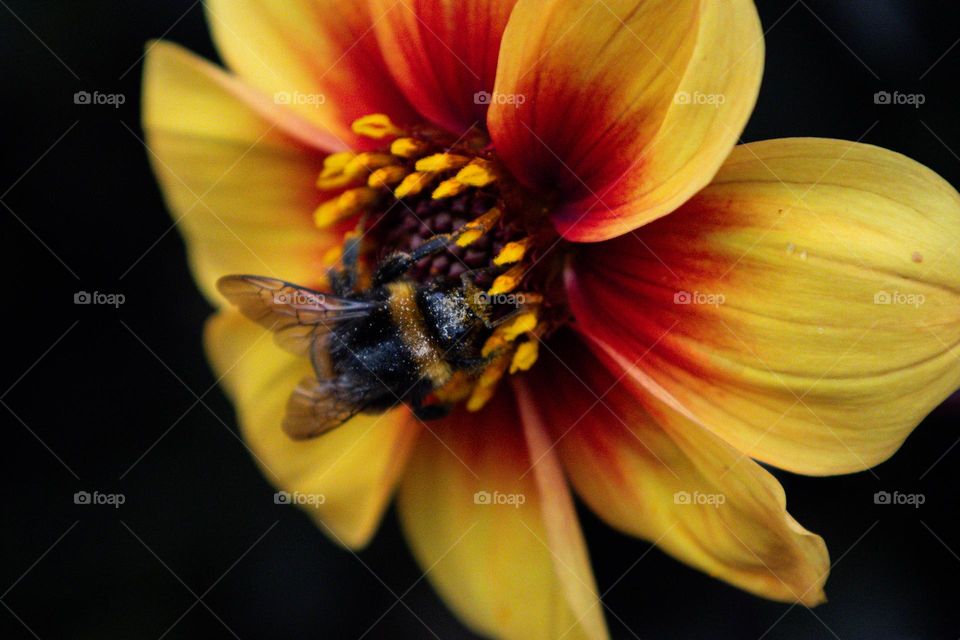 A busy Bee works at the flower . 
A busy Bee enjoy the meal.
A busy Bee loves the springtime. 
A busy Bee