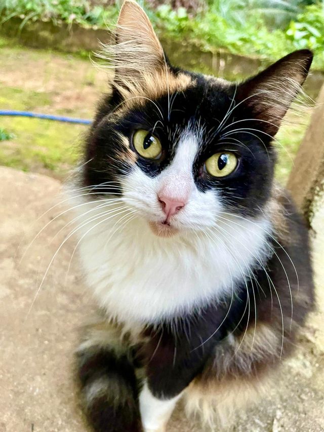 green eyed cat