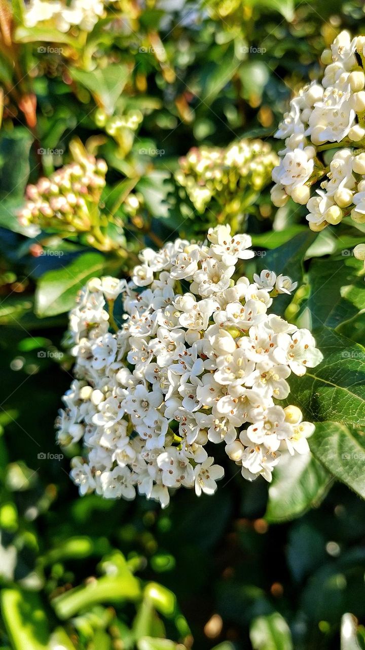 Laurustinus flowers blossom in the sunlight