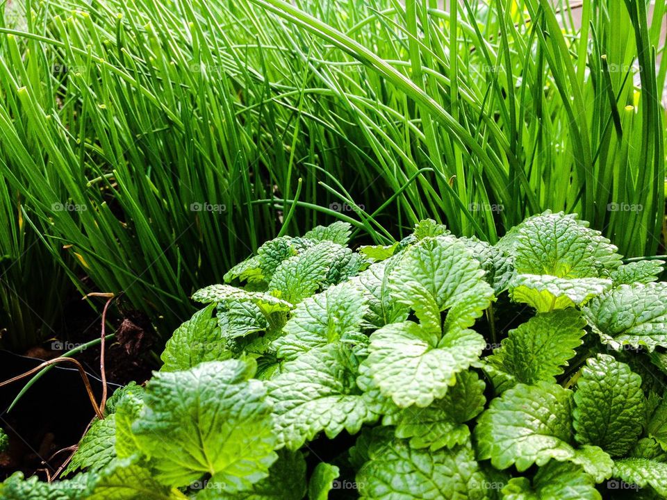 Herbs in the garden