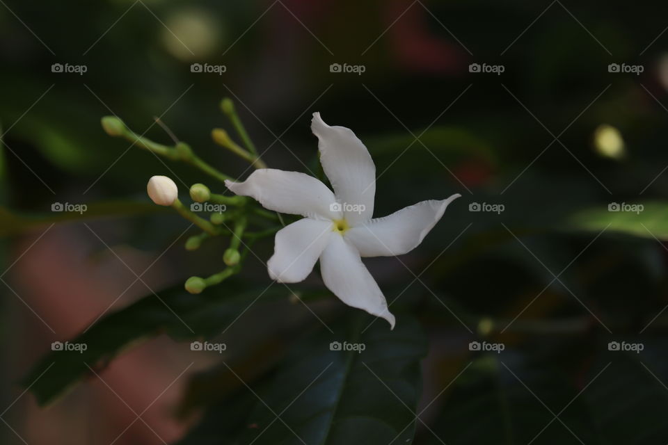 Group of white Sampaguita or Arabian Jasmine