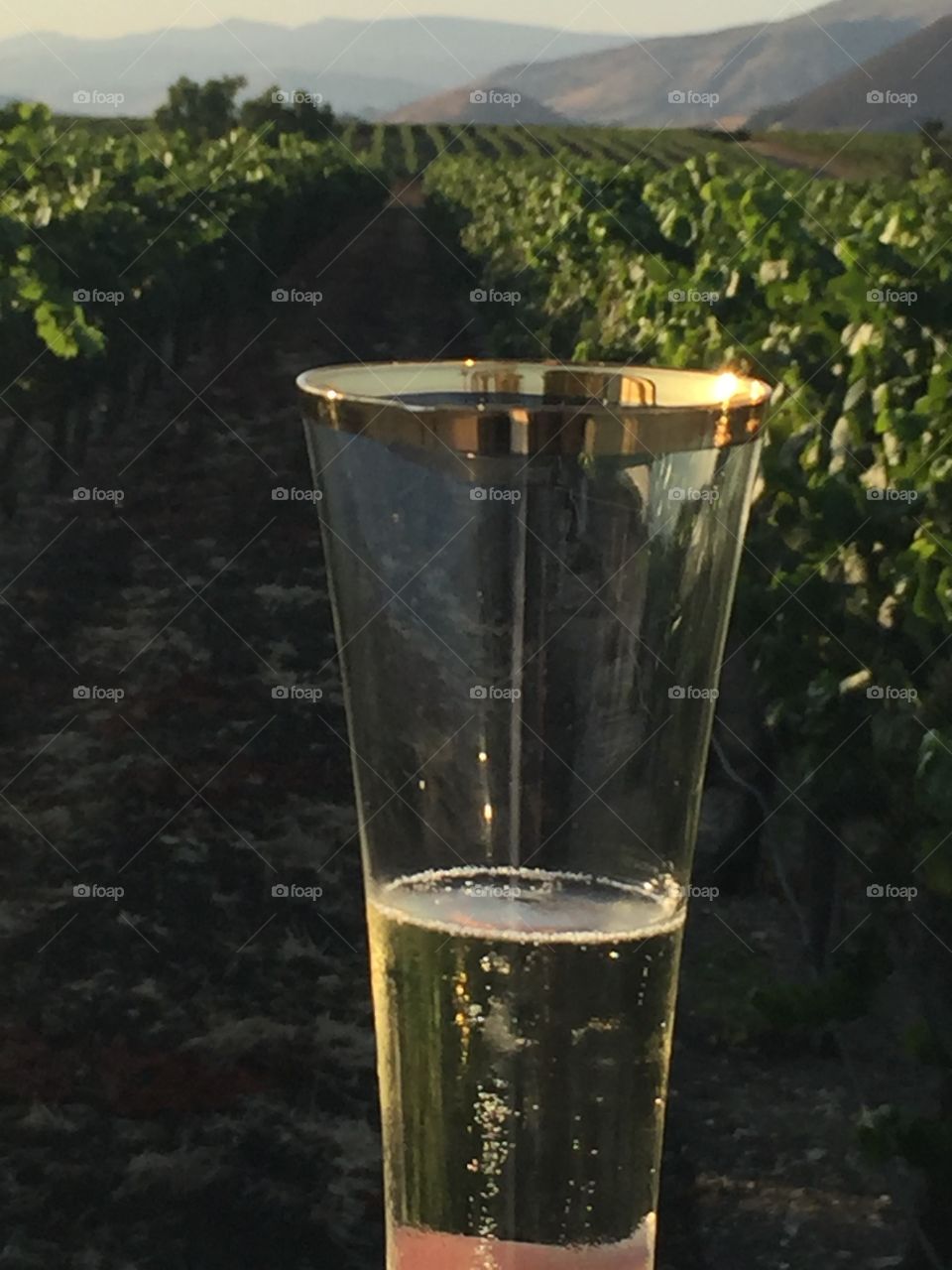 Cheers in the vineyard 