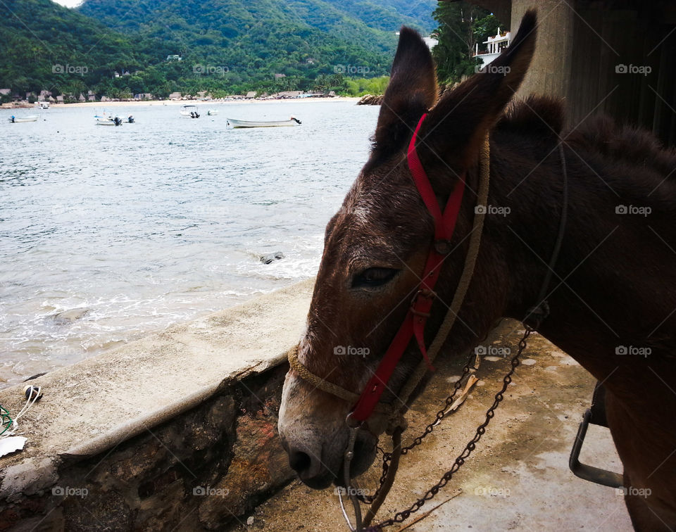 Yelapa Burro. looking out over Yelapa with a local 4 legged friend