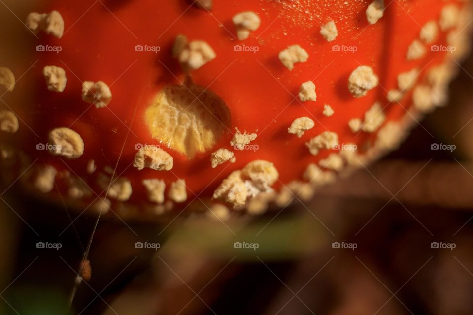 Red am Amanita mushrooms in autumn forest 