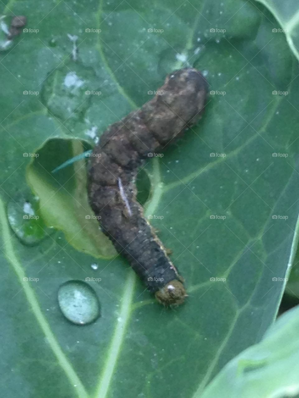 Caterpillar on cabbage