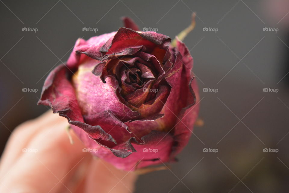 Nature, Flower, Love, No Person, Rose