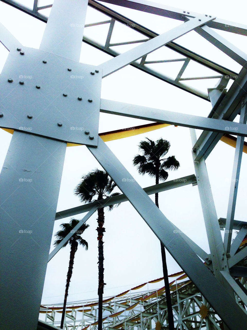 Southern California Palm Trees
