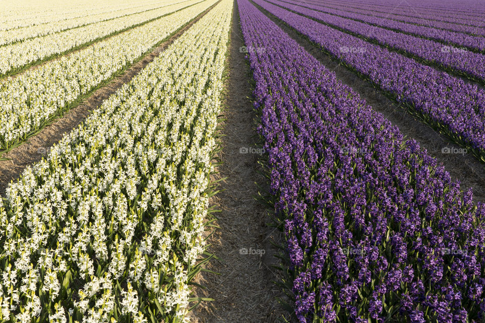 View of blooming flowers in field