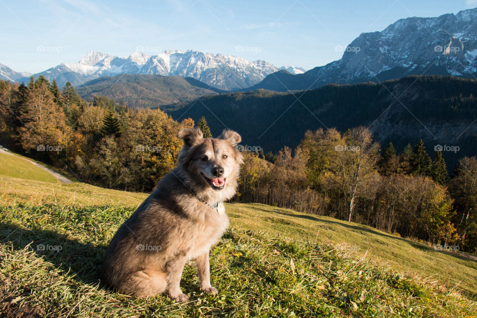 Portrait of dog