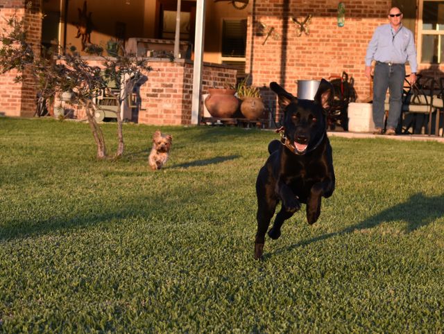 Dogs running in yard