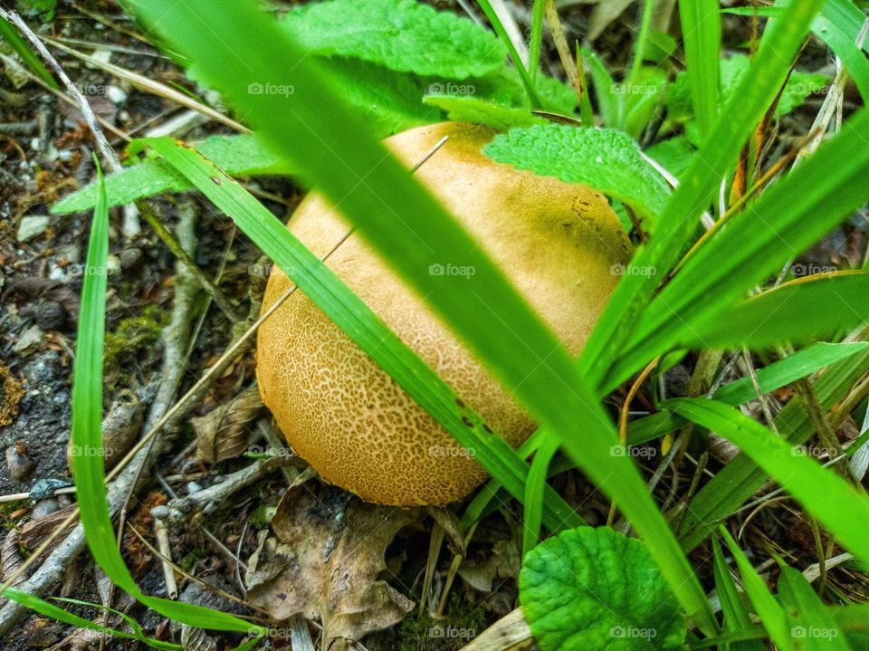 Dubovik mushroom. Forest.