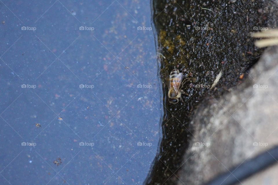A bee taking a rest at the side of a rocky fish pond, the sunny summer sky reflected across it’s surface.