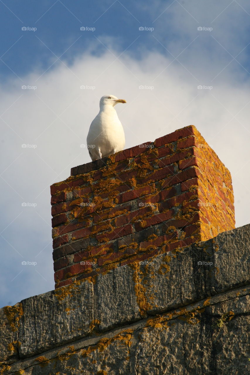 Seagull