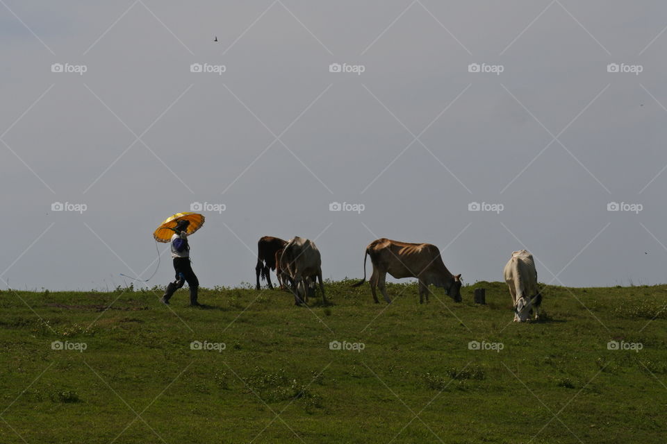 cowboys from asia with yellow umbrella