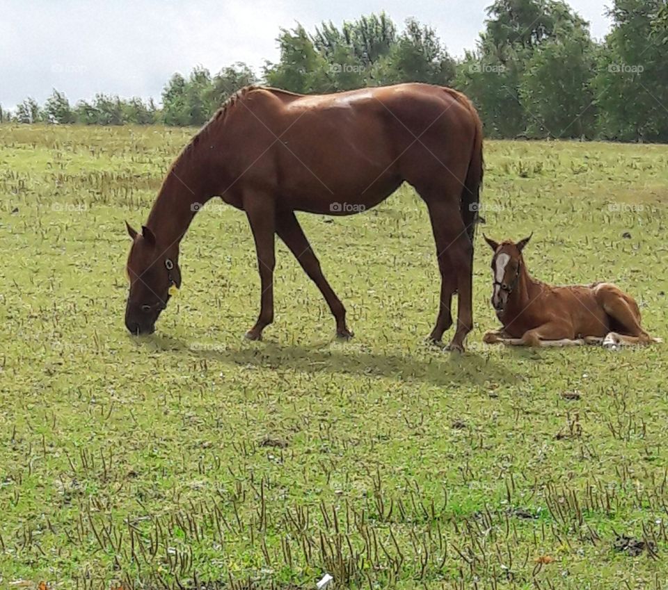 Irish mare and foal