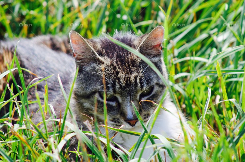 Summer Pets - grey tabby enjoying the summer sun in a lush pasture