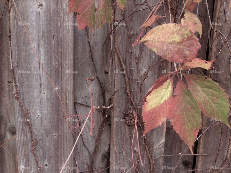 autumn leaves on grey wood 