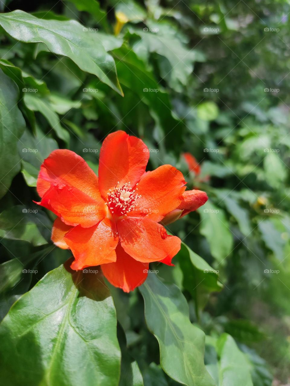 Rhodocactus grandifolius