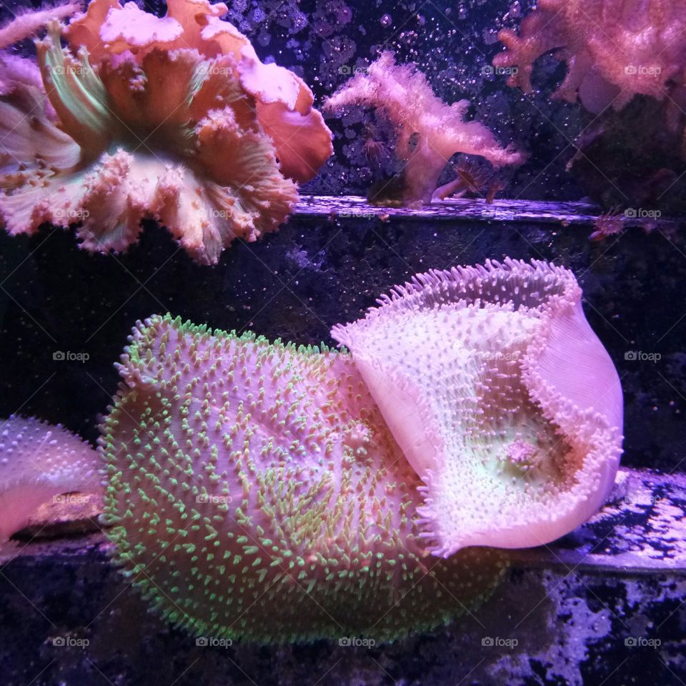 Coral reef in the aquarium