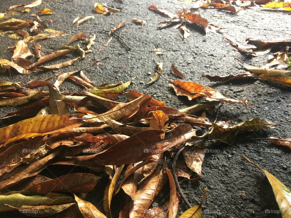 Folhas de mangueira jogadas pelo chão.