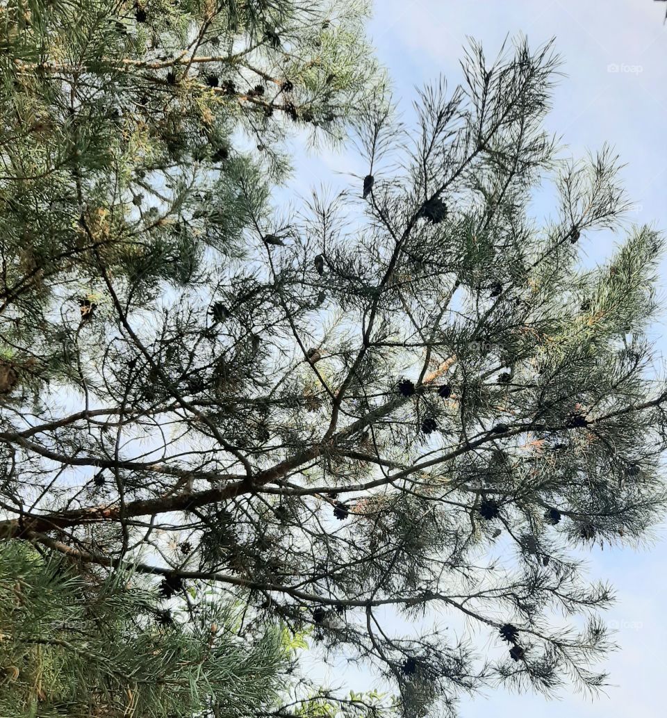 pine tree on blue sky