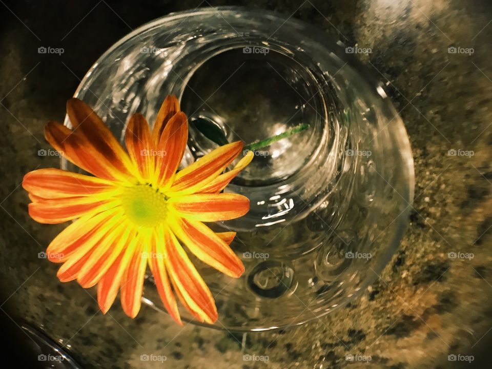 Single beautiful yellow and orange mum flower in a water filled glass vase