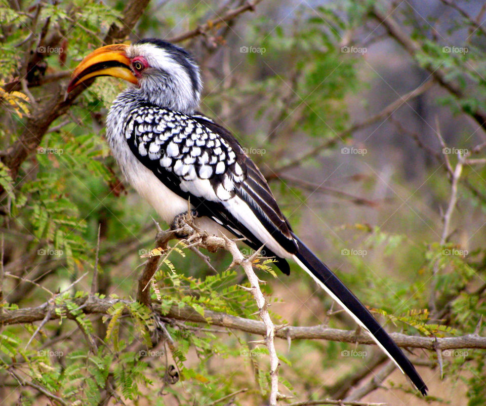 Bird perching on branch