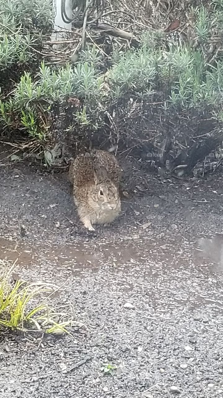 wet bunny