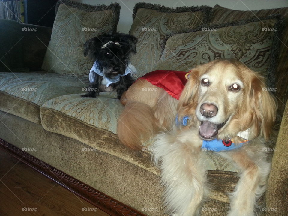 This is my dogs Sunny and Fuzz.  Dressed up for Halloween.