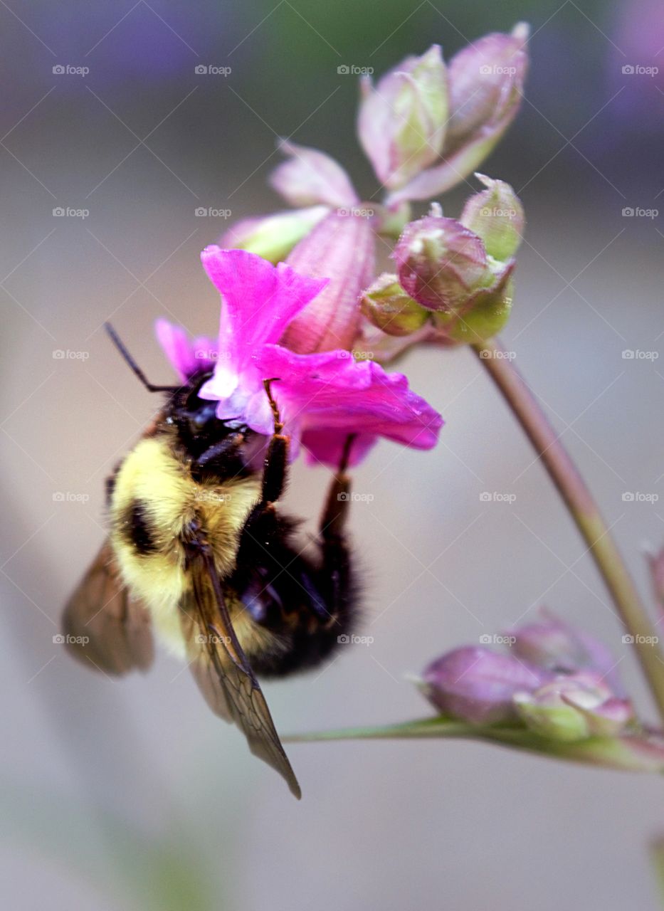 flower and bee