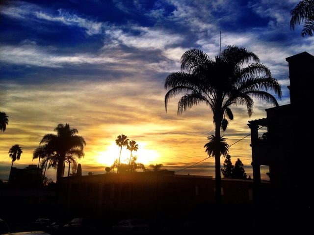 palm