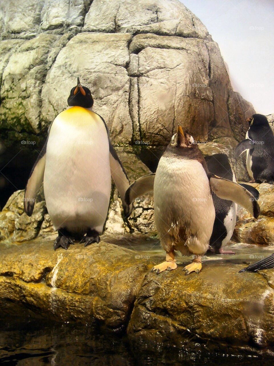 indianapolis indiana zoo penguins by refocusphoto