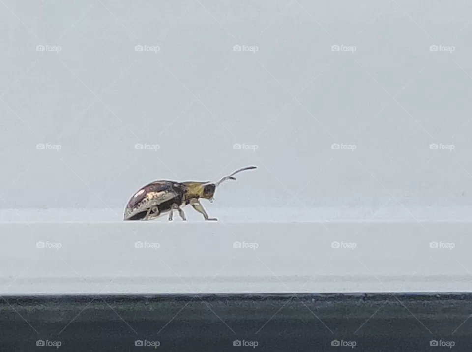 Little beetle guest outside the window