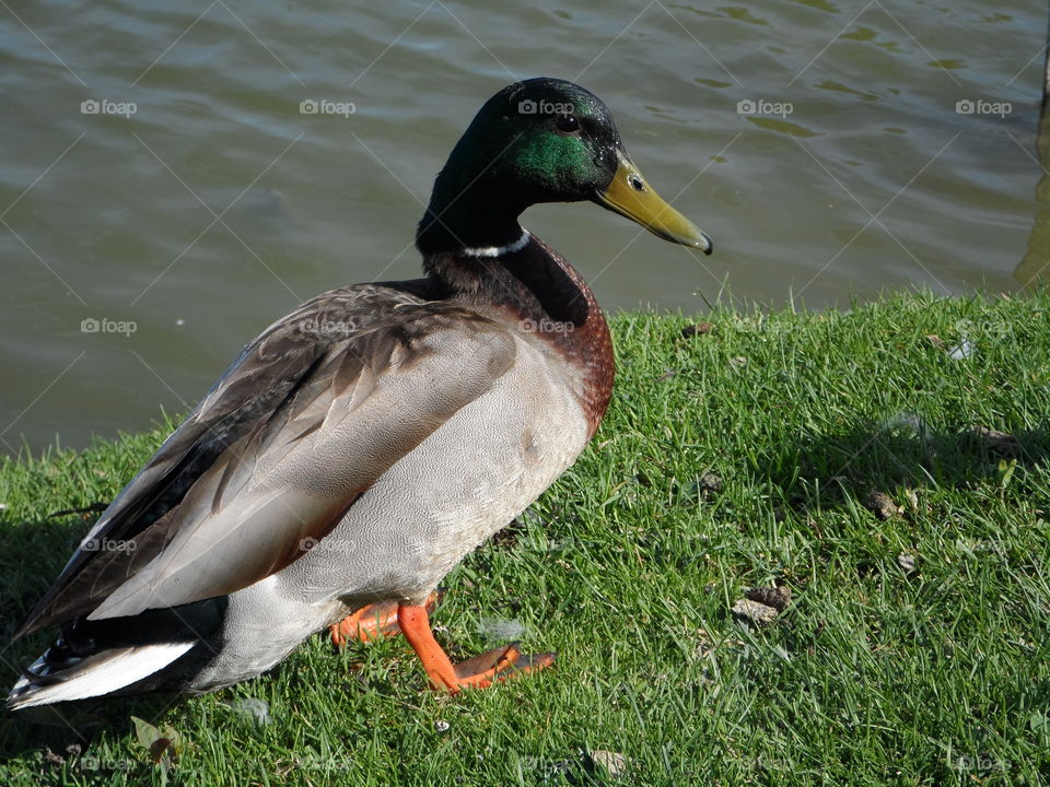 Duck on shore. Duck basking in the sun 
