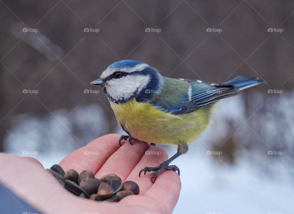 Blue tit bird on the hand 