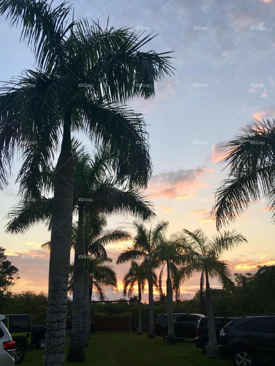 Palm Trees and Sunset