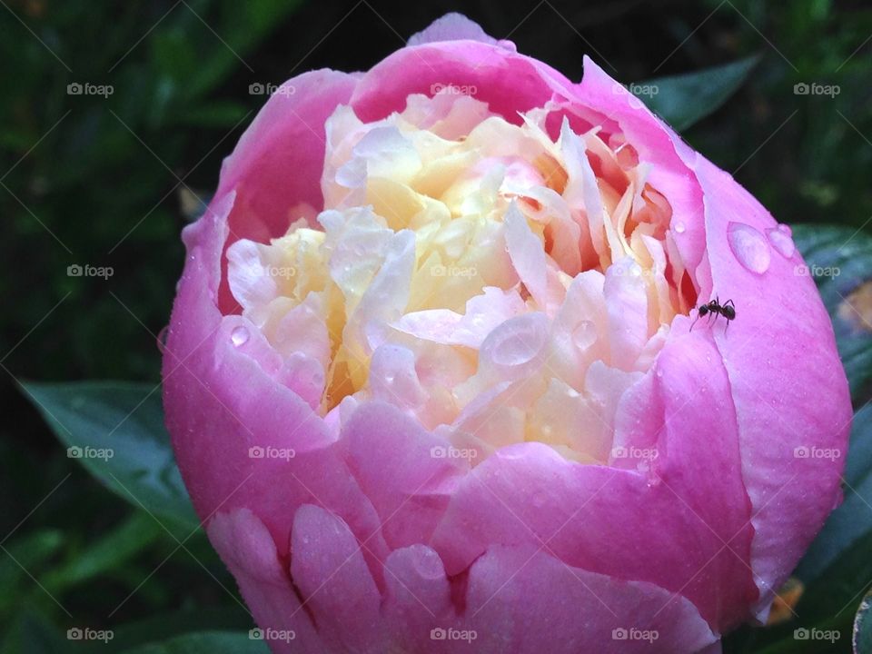 Peony and ant