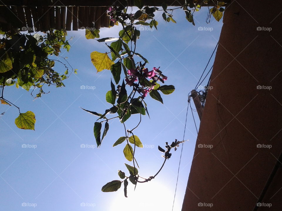 Flowers and Leaves at home in Ouled Djellal