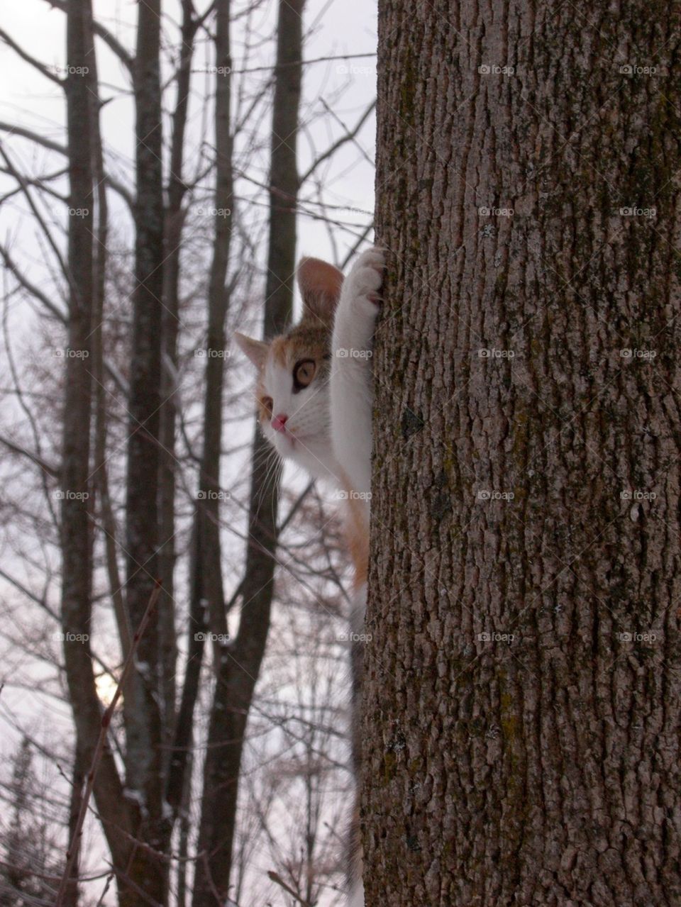 Up a Tree