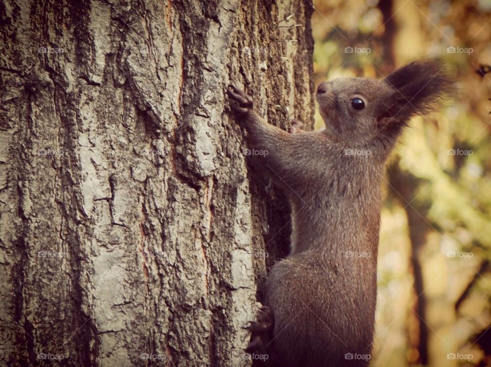 Climbing squirrel