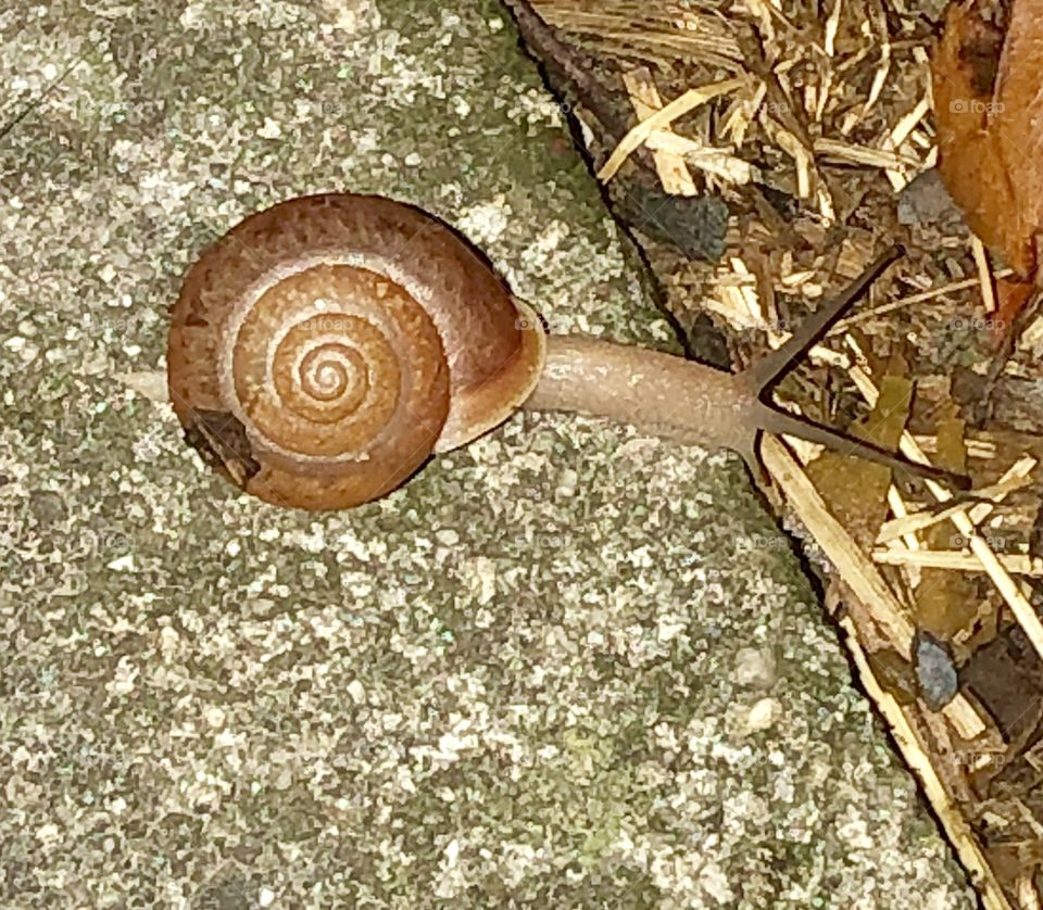 Cute snail