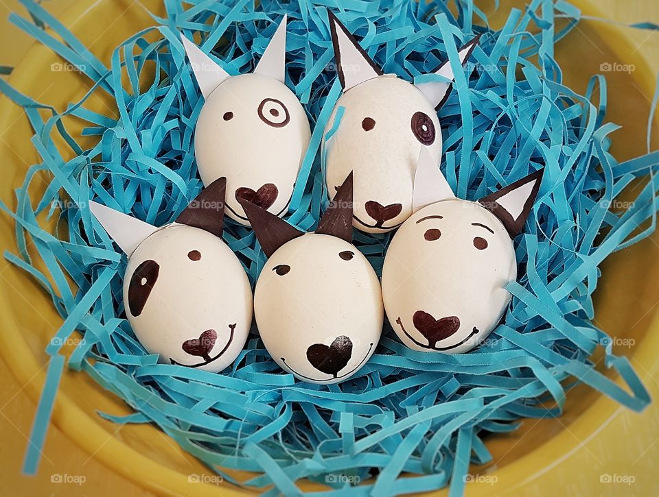 easter egg bull terriers