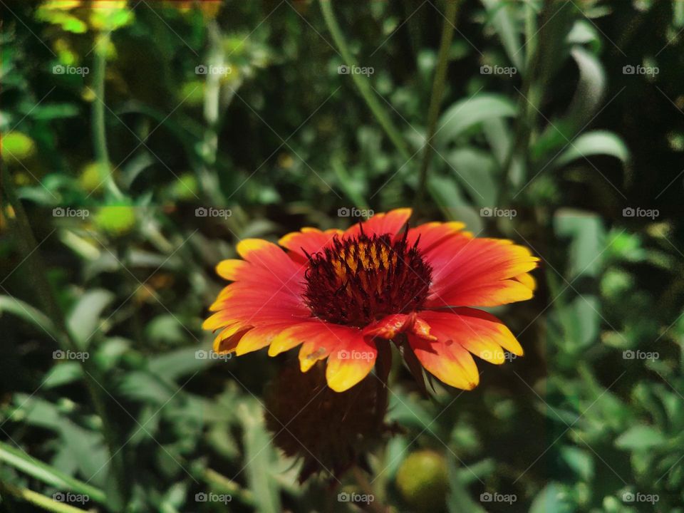 Macro photo of flower growing in the garden